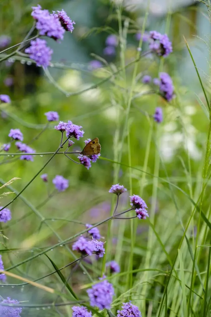 hilltop retreat butterfly on verbena