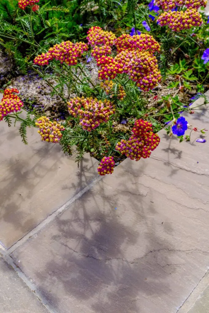 reclaimed courtyard